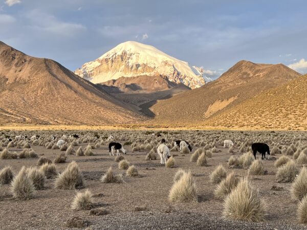 Sajama