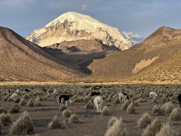 Sajama