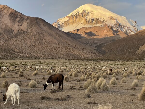 Sajama